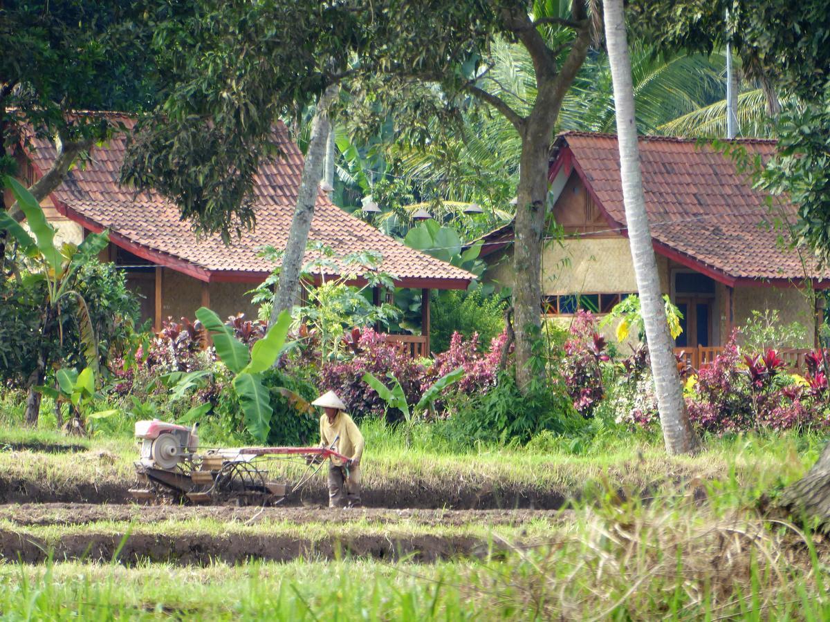 Banyu Homestay Баньюванги Экстерьер фото